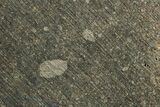 Polished Northbranch Meteorite Slice ( g) - Kansas #247041-1